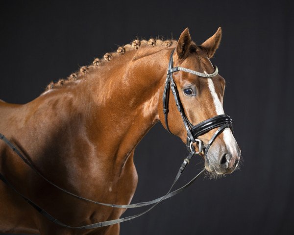 dressage horse Der Kleine Dallmayr (German Riding Pony, 2019, from Dallmayr K)