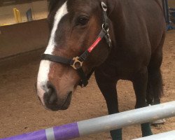 jumper Hun Lapilot (Hungarian Warmblood, 2012, from Con Lapilot)