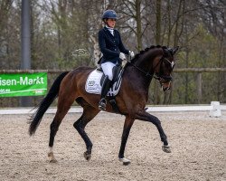 dressage horse Zoomiro B (Westphalian, 2018, from Zoom 8)