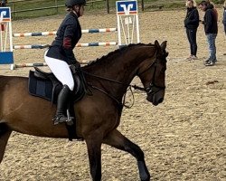 jumper Kannan's Legacy (Oldenburg show jumper, 2017, from Kannan)