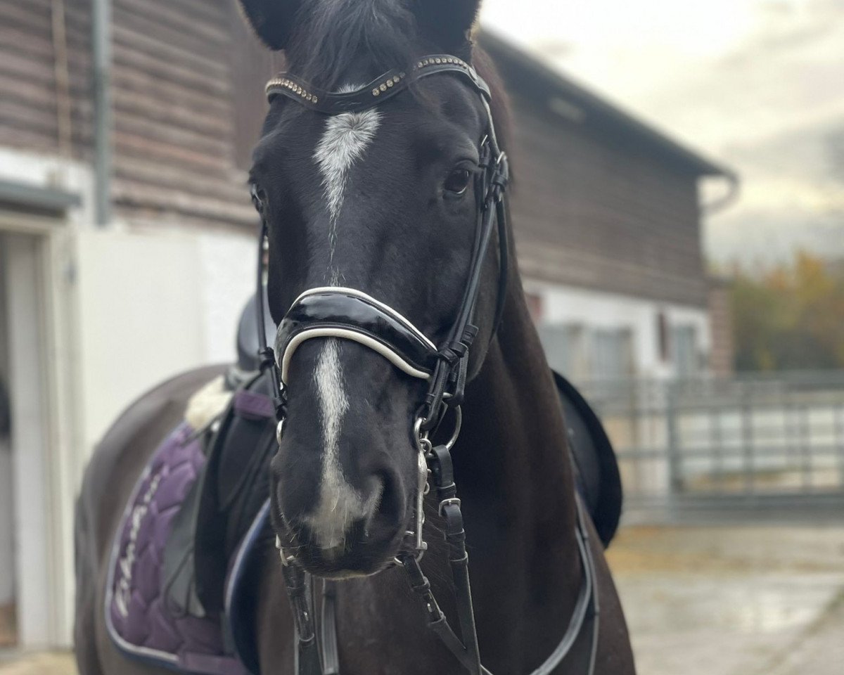 Pferd Wembley (Hannoveraner, 2010, von Weltpoet)