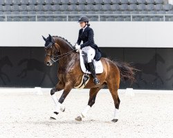 dressage horse Ratzinger's Laureus V (Westphalian, 2012, from Ratzinger)