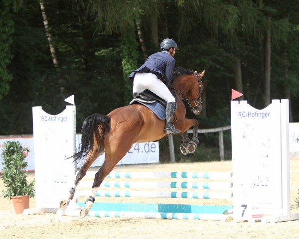 jumper Garfield 272 (Oldenburg show jumper, 2016, from Casino Grande)