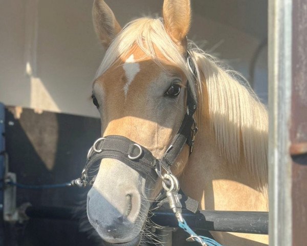 Pferd Bueno (Haflinger, 2022, von Balisto)