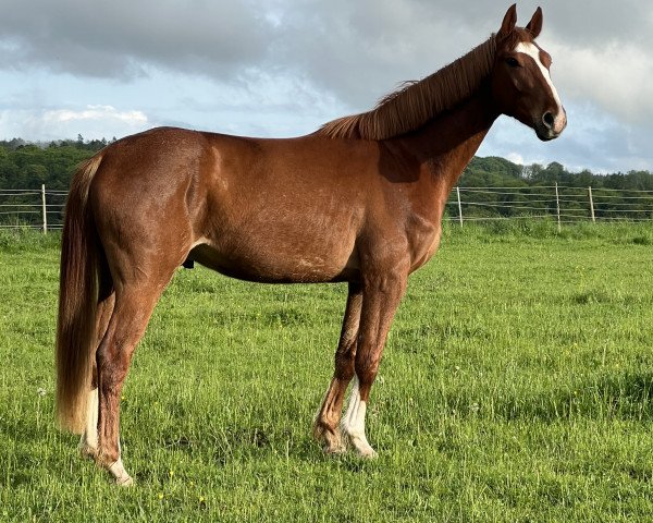 dressage horse D’Emilio Cavallo Rosso (Hanoverian, 2020, from De Beau)
