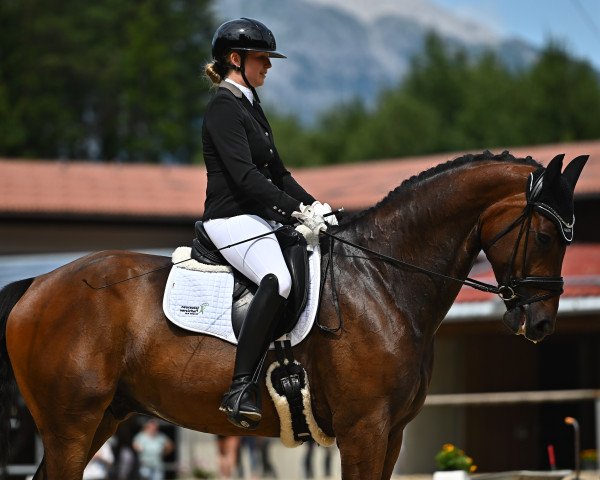 dressage horse Zick Zack 11 (German Sport Horse, 2017, from Birkhof's Zalando OLD)