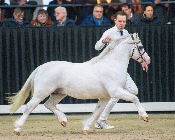 Pferd Spoorzichts Silvano (Welsh Mountain Pony (Sek.A), 2020, von Shorebrooks Happy Smile)