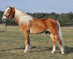 Dressurpferd Bahamas Boy (Haflinger,  , von Bruno)