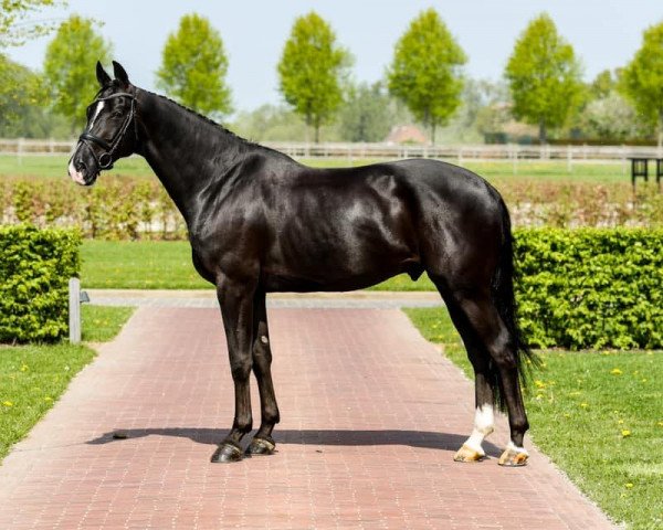 stallion Famous Grez Neuville (Selle Français, 2015, from Negro)