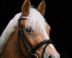 dressage horse Cocolie (Westphalian, 2011, from NK Cyrill)