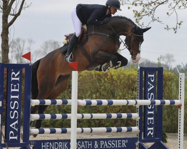 jumper Tailormade Fia Conthara (Oldenburg show jumper, 2016, from Casallco)