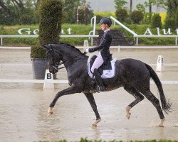 Zuchtstute For Shirley Platinum (KWPN (Niederländisches Warmblut), 2010, von Bordeaux 28)