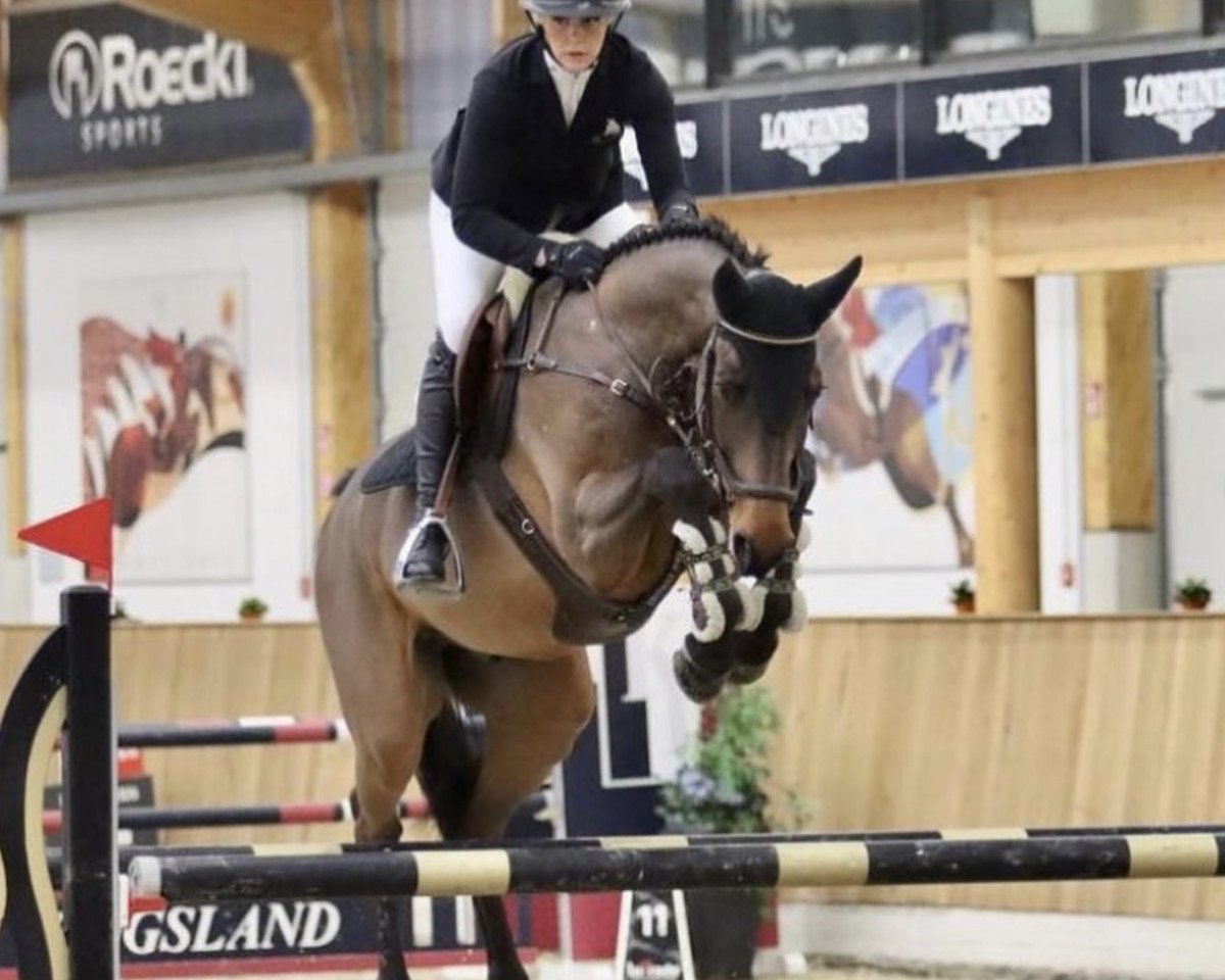 jumper Tailormade Nils S (Oldenburg show jumper, 2015, from Casallco)