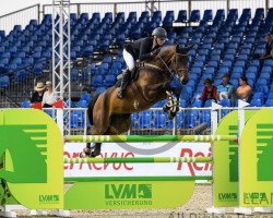 jumper Tailormade Concha Balou (Oldenburg show jumper, 2014, from Conthargos)