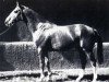 stallion Don Juan (Selle Français, 1969, from Phoenix)