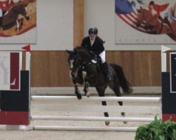 dressage horse Mambo Number Five 4 (German Riding Pony, 2012, from Medoc)