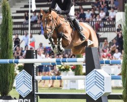 jumper Tailormade Chloe Star PS (Oldenburg show jumper, 2011, from Conthargos)