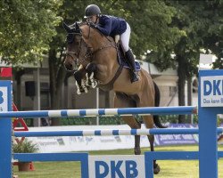 jumper Tailormade Chawito (Oldenburg show jumper, 2012, from Chacco-Blue)