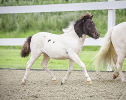 horse Zick Zack (Shetland Pony, 2023, from Zaubertroll vom Rindergraben)