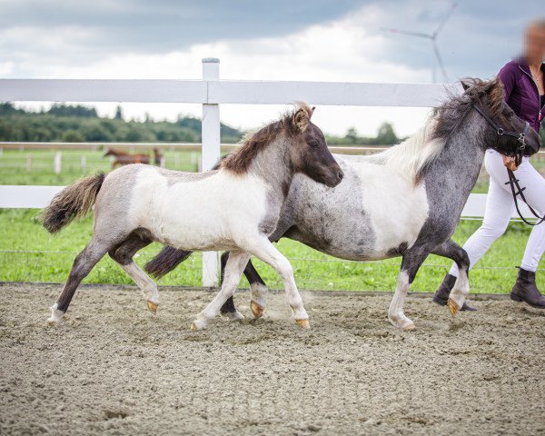 Pferd Zauberhaft (Shetland Pony, 2023, von Zaubertroll vom Rindergraben)