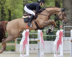 jumper Tailormade Messcotoon (Oldenburg show jumper, 2013, from HH Messenger)