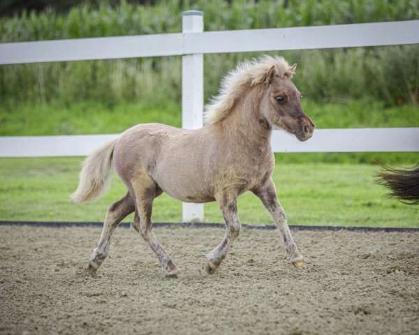 Pferd Zuckerpuppe (Shetland Pony, 2023, von Zaubertroll vom Rindergraben)