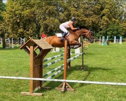 jumper Auweia H (German Sport Horse, 2004, from Askari)