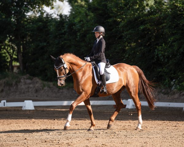 jumper Cadano des Dieux (German Sport Horse, 2006, from Cadeau des Dieux)