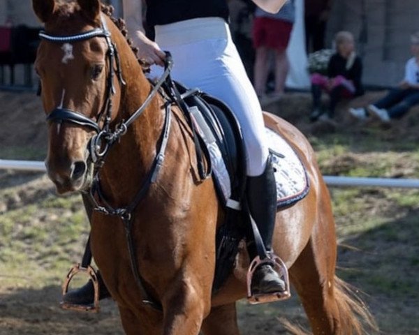 jumper Poltava (Trakehner, 2014, from Arrivederci)