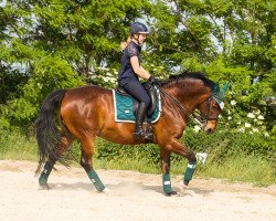 dressage horse Gabbana 2 (Trakehner, 2008, from Hohenstein)