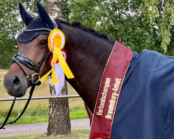 dressage horse Kokolina Gold (Deutsches Reitpony, 2020, from Golden Grey NRW)