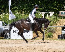 jumper Lillifee 126 (Oldenburg show jumper, 2011, from Louvre S)