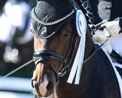 Dressurpferd Chocolat de Royal (Deutsches Reitpony, 2014, von Venustas Crazy Boy)