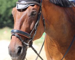 Pferd Herr Bounty (Österreichisches Warmblut, 2002, von Brandenburg)