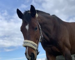 jumper Amera B (German Sport Horse, 2012, from Arctic)