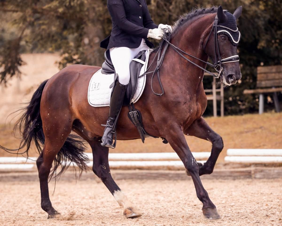 dressage horse Hairy Mc Cleary (Irish Sport Horse, 2004)