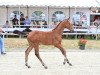 jumper Lady Moonlight BW (Oldenburg show jumper, 2022, from Dourkhan Hero Z)