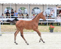 jumper Lady Moonlight BW (Oldenburg show jumper, 2022, from Dourkhan Hero Z)