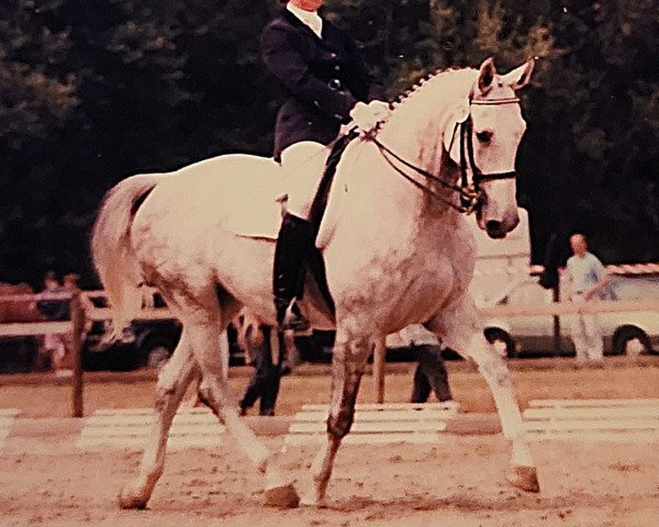 broodmare Weisse Wolke (Oldenburg, 1986, from Wanderer)