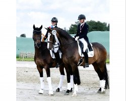 dressage horse Diamant 595 (KWPN (Royal Dutch Sporthorse), 2008, from Tolando)