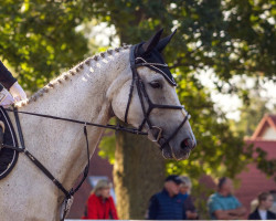 jumper Lexxa Z (German Sport Horse, 2010, from Colestus)