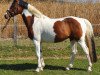 Springpferd Popcorn s.o. (Deutsches Reitpony, 2016, von Painted Dragon)