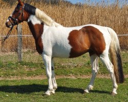 Springpferd Popcorn s.o. (Deutsches Reitpony, 2016, von Painted Dragon)