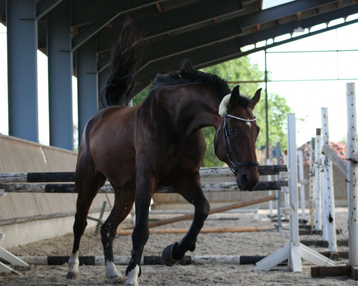 jumper Graf Apollo (German Sport Horse, 2014, from Graf Rubin)