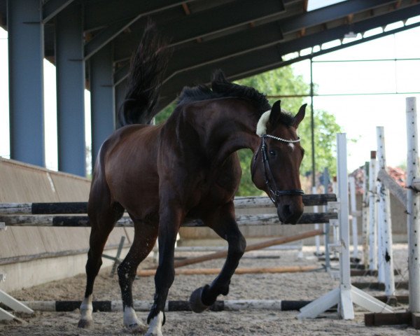 jumper Graf Apollo (German Sport Horse, 2014, from Graf Rubin)