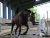 jumper Graf Apollo (German Sport Horse, 2014, from Graf Rubin)