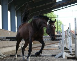 Springpferd Graf Apollo (Deutsches Sportpferd, 2014, von Graf Rubin)