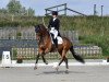 dressage horse Belissimo Bill (Oldenburg, 2009, from Belissimo NRW)