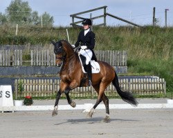 dressage horse Belissimo Bill (Oldenburg, 2009, from Belissimo NRW)