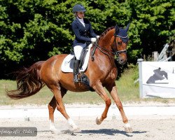 dressage horse Bonsagio F (Hanoverian, 2016, from Bon Coeur)